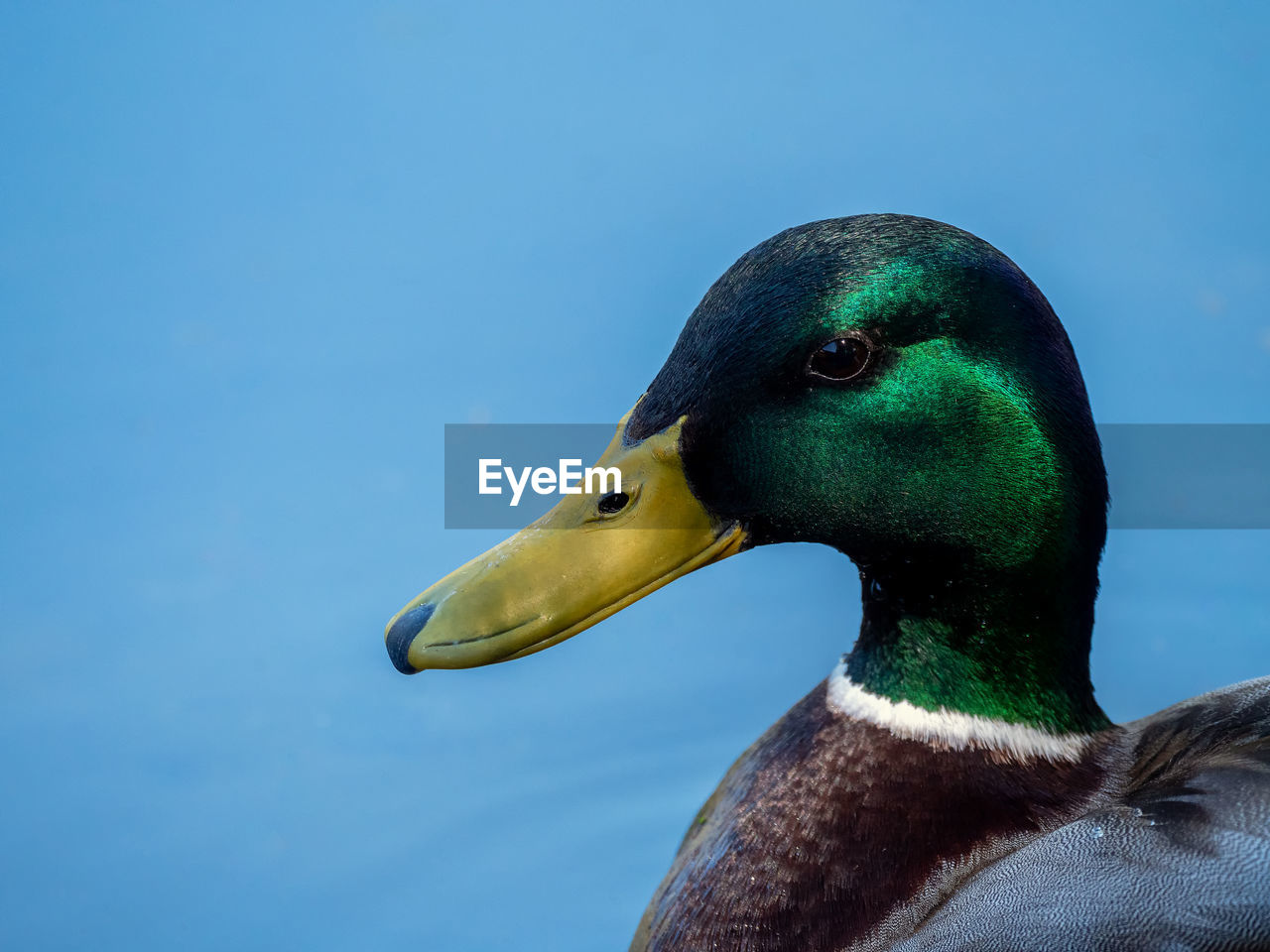 Close-up side view of a bird against blue sky