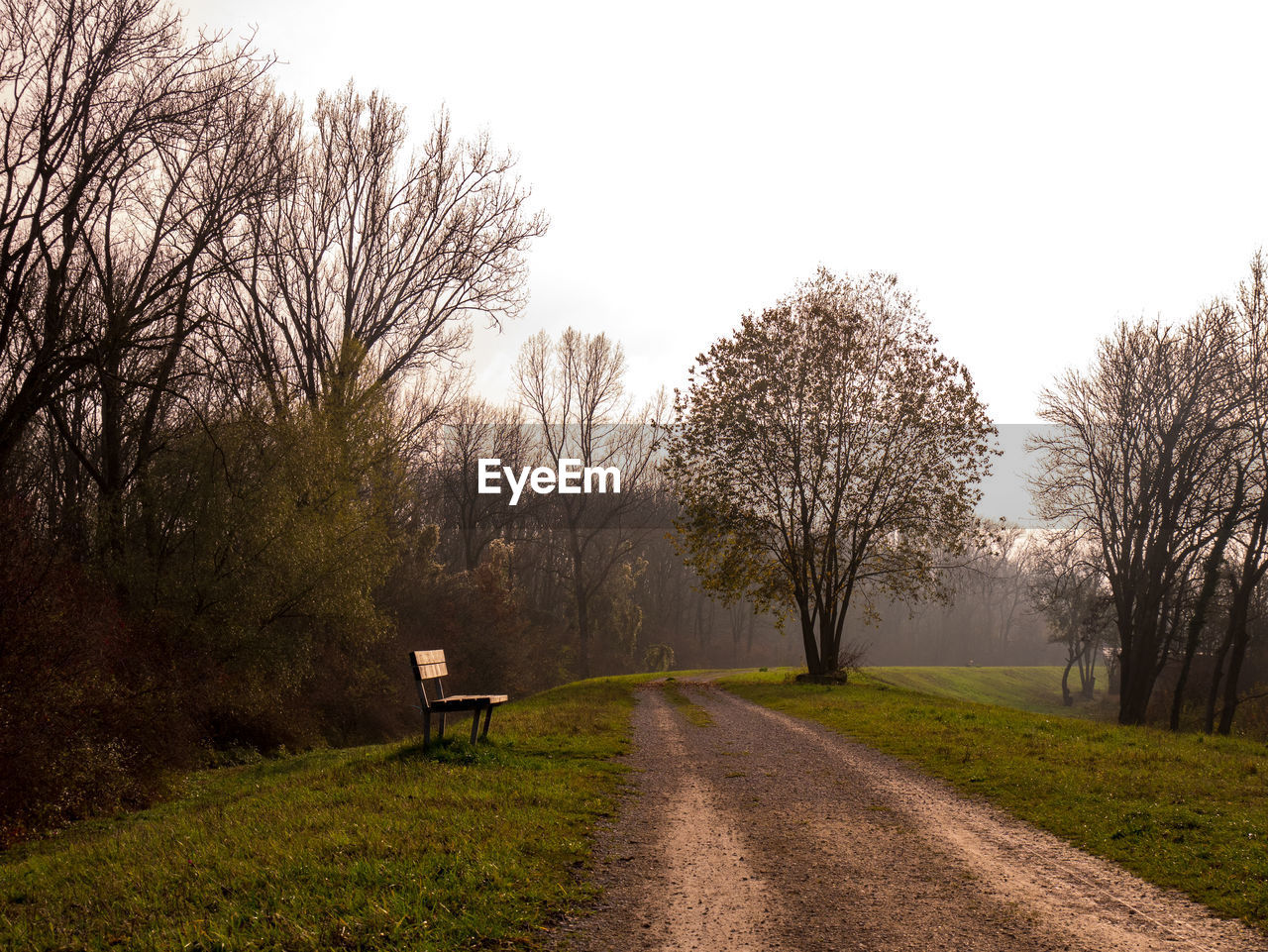 Empty bench on road amidst trees against sky