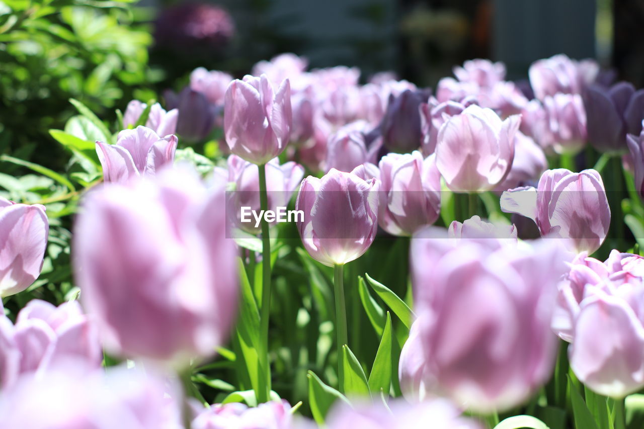flower, plant, flowering plant, freshness, beauty in nature, pink, nature, close-up, selective focus, fragility, purple, no people, petal, growth, springtime, flower head, outdoors, plant part, inflorescence, blossom, leaf, flowerbed, day, ornamental garden, garden, tulip