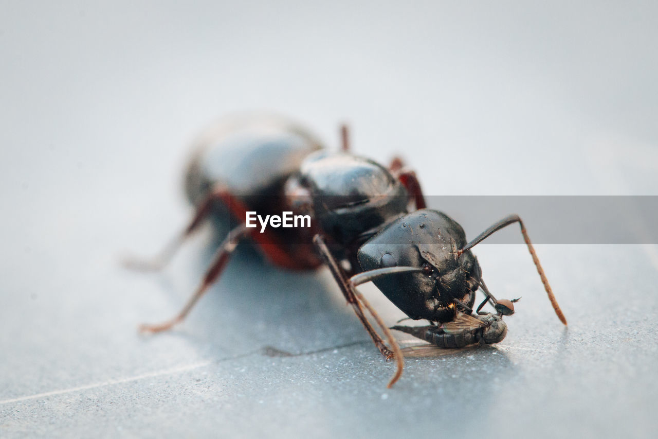 Close-up of ant feeding on insect over tiled floor