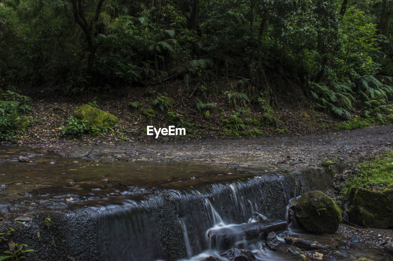 STREAM FLOWING IN FOREST