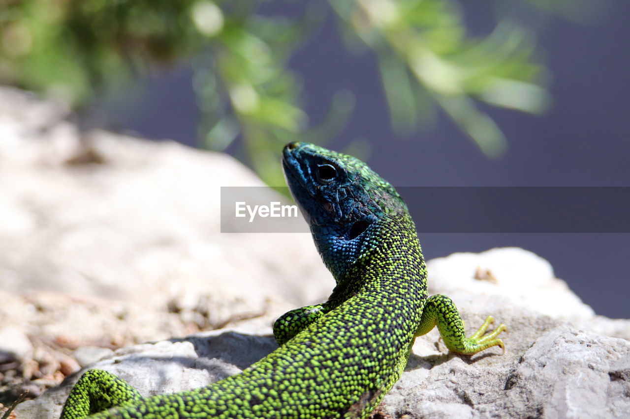 CLOSE-UP OF A LIZARD