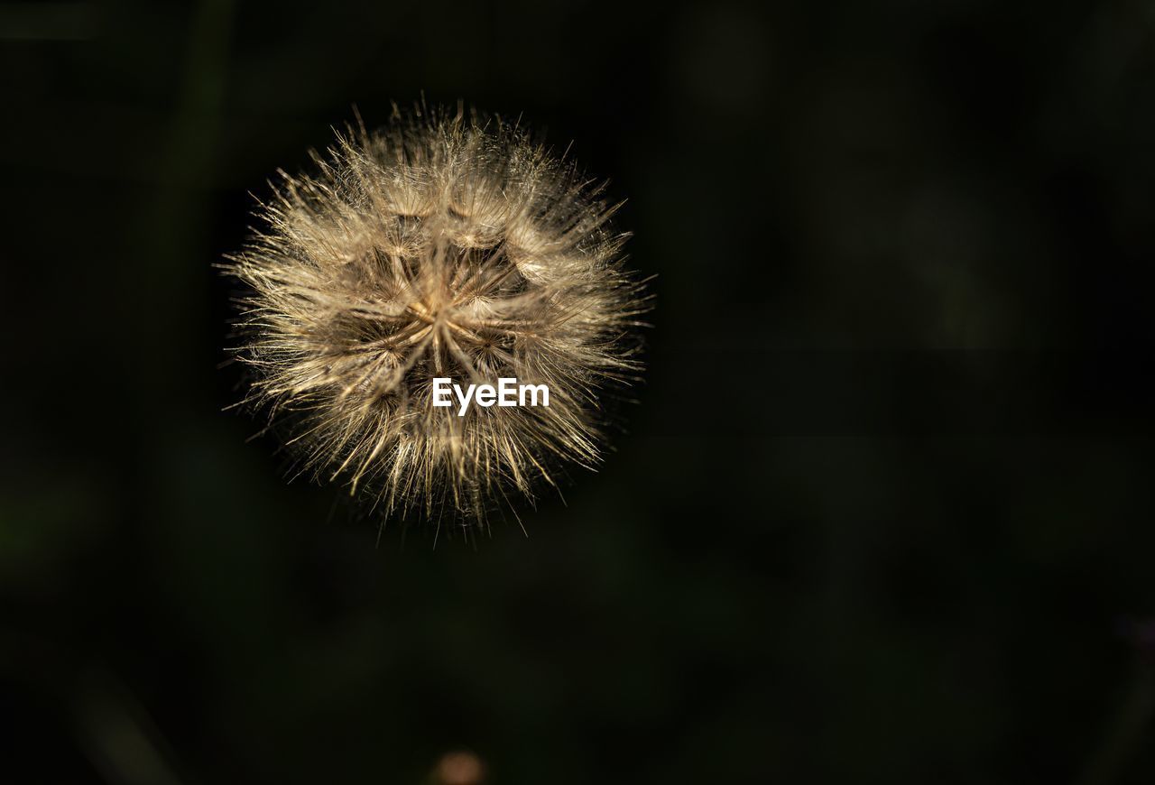 CLOSE-UP OF DANDELION