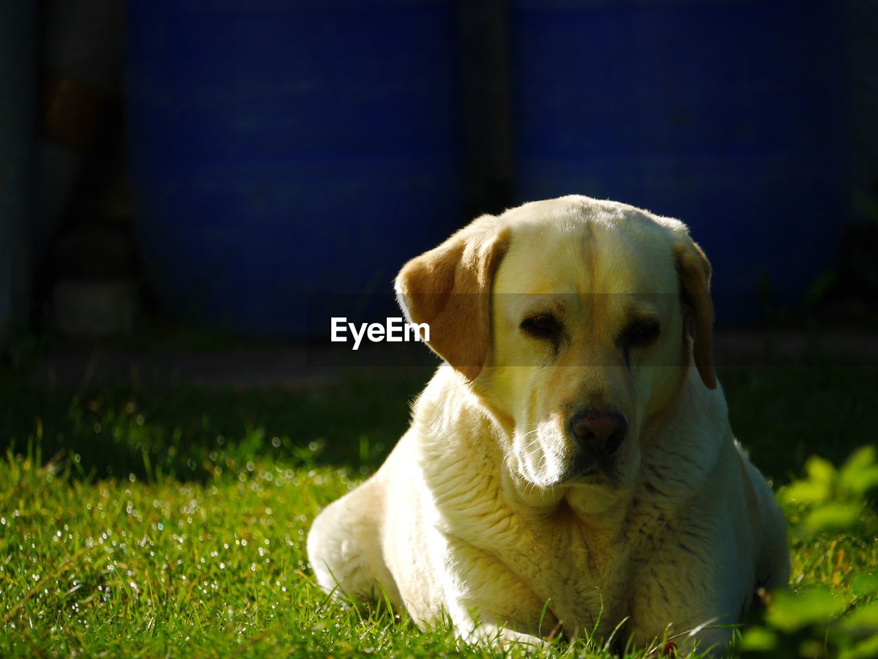 Close-up portrait of dog sitting on grass