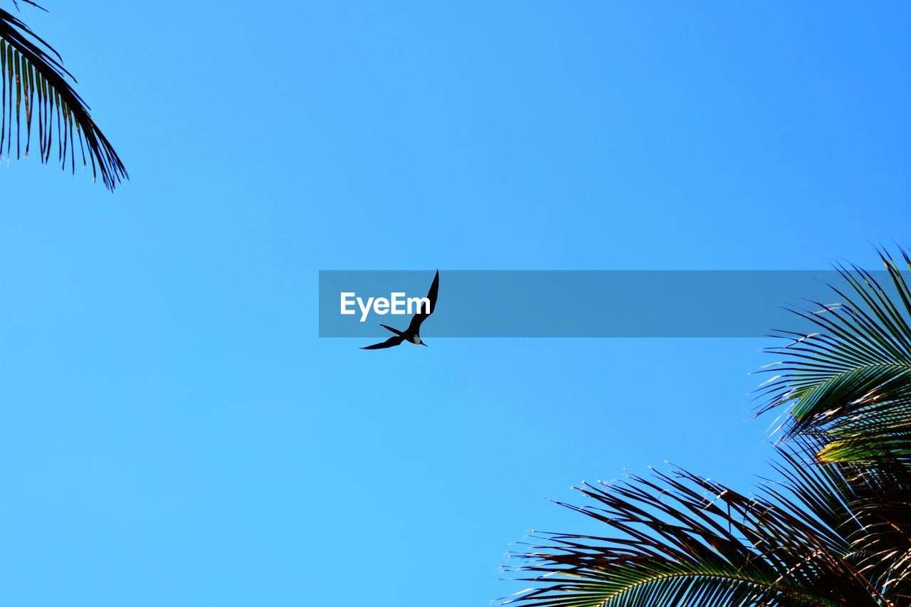 LOW ANGLE VIEW OF BIRDS FLYING AGAINST CLEAR SKY