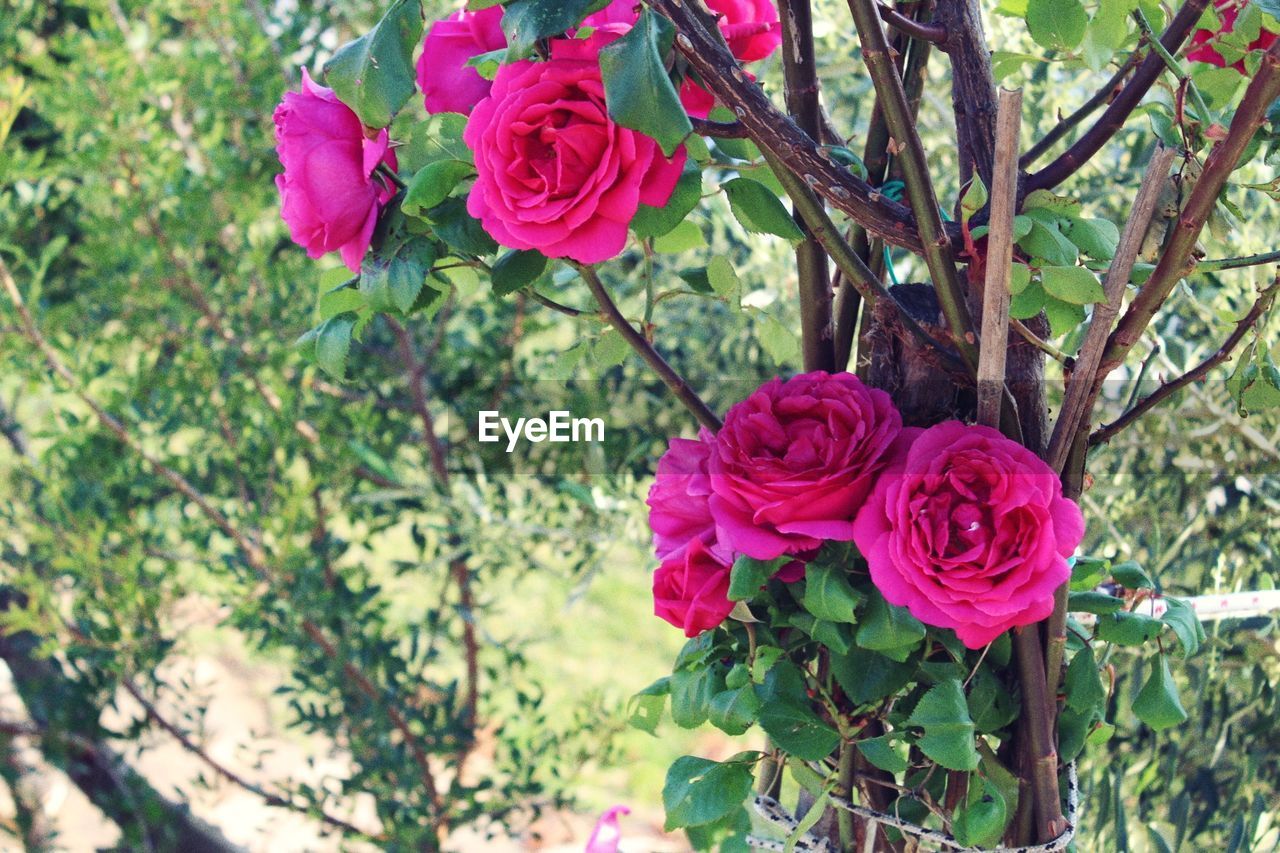 CLOSE-UP OF PINK FLOWERS BLOOMING