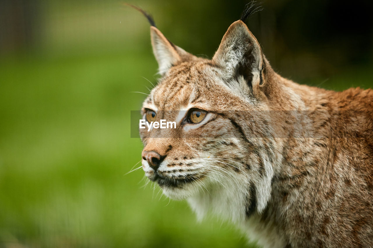 Close-up of lynx