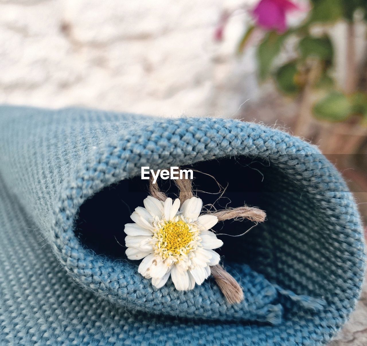 flowering plant, flower, plant, nature, beauty in nature, close-up, blue, freshness, crochet, animal, clothing, animal themes, outdoors, focus on foreground, yellow, no people, textile, fashion accessory, fragility, day, animal wildlife, high angle view, one animal, flower head, wildlife, daisy