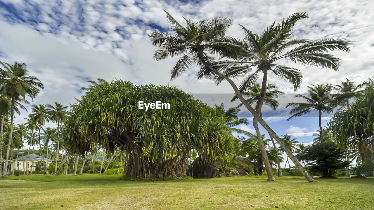 PALM TREES GROWING ON FIELD AGAINST SKY