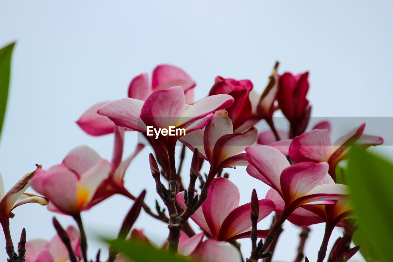 Close-up of pink flowering plants against sky