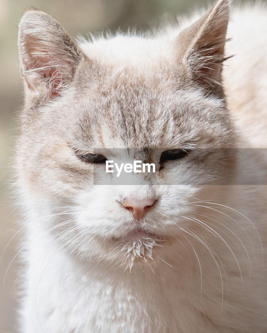 CLOSE-UP OF A CAT WITH CLOSED EYES