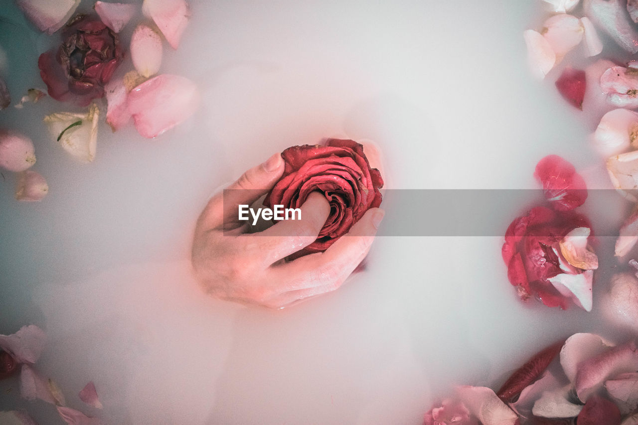 Cropped hand of woman holding rose in bathtub