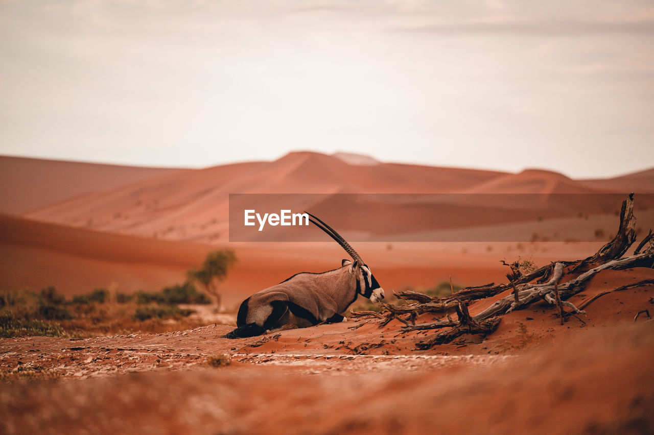 Oryx in sand dunes