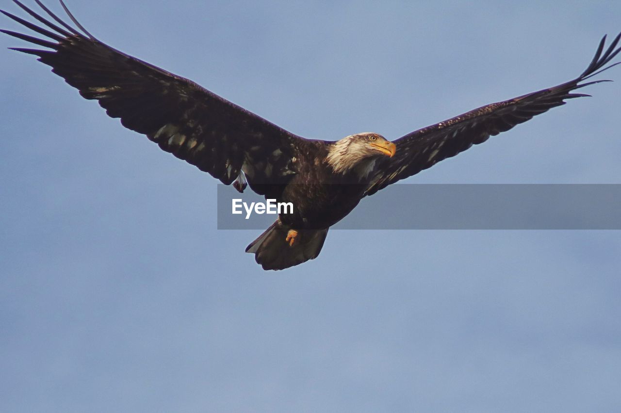 Low angle view of eagle flying against sky