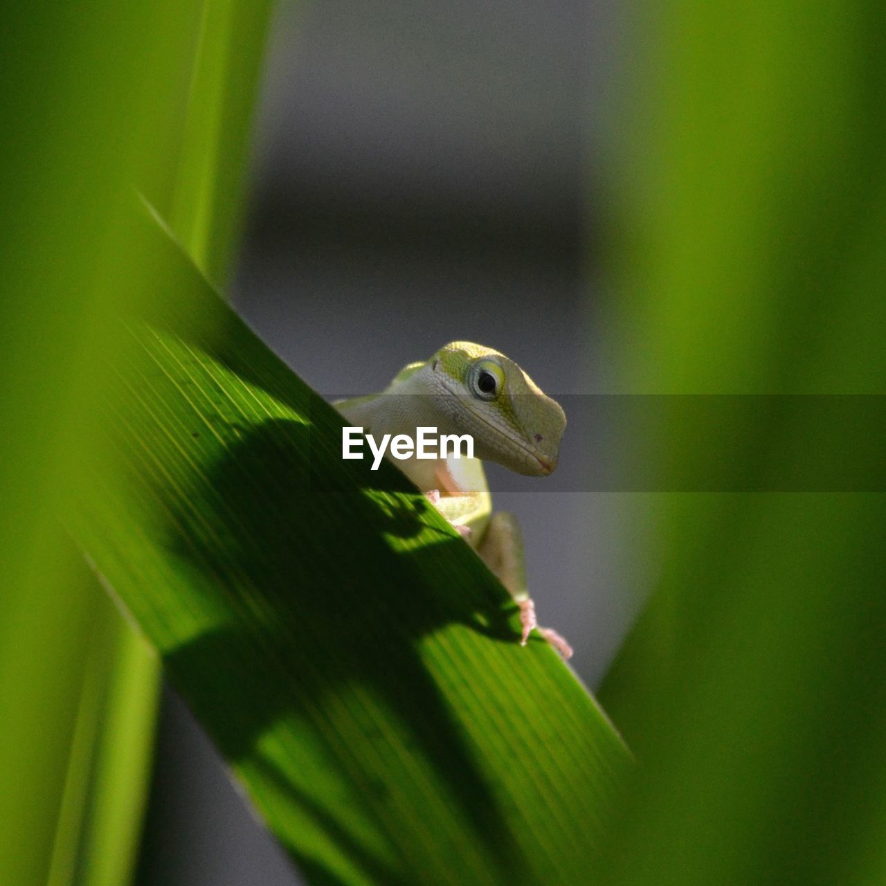 Close-up of frog on leaf