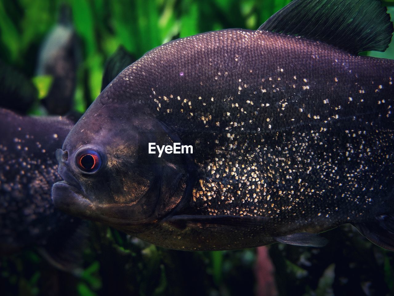 CLOSE-UP OF SEA FISH