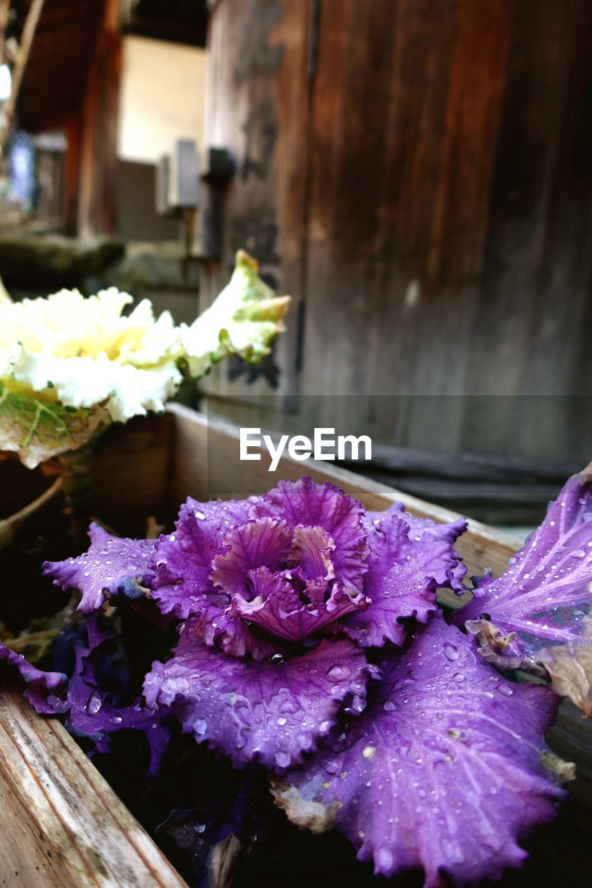 CLOSE-UP OF PURPLE FLOWERS