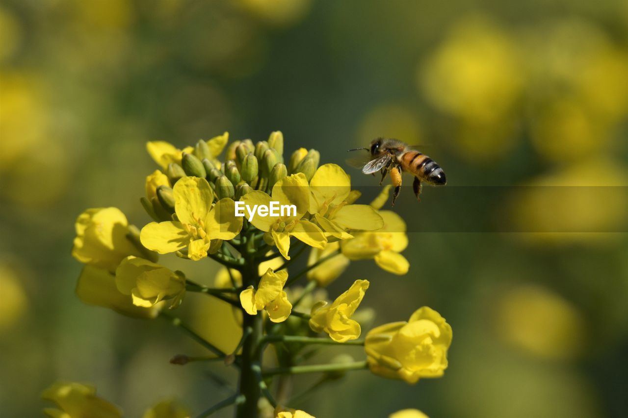 Close-up of bee pollinating on yellow flower