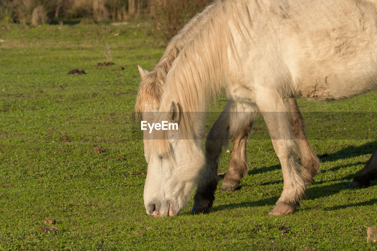 Autochthonous horses eating grass in the green meadow of mallorca balearic islands