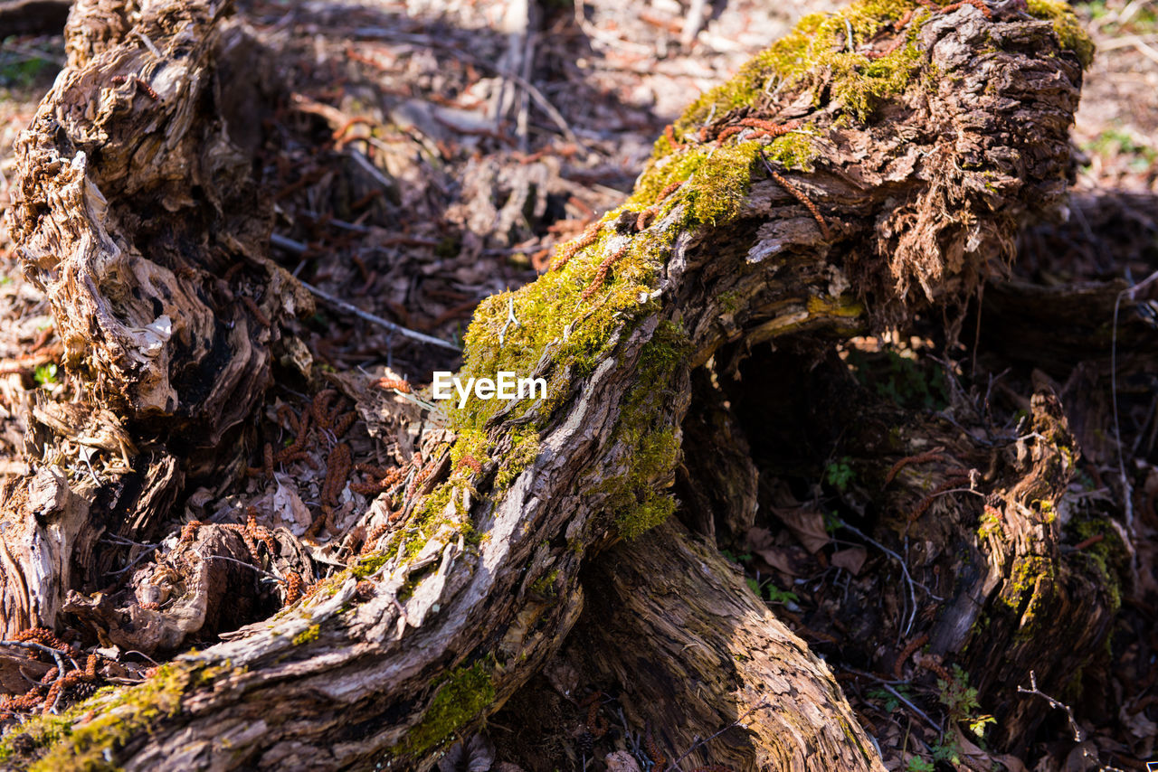 CLOSE-UP OF LOG IN FOREST