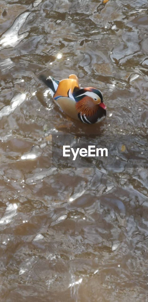 HIGH ANGLE VIEW OF DUCKS IN LAKE