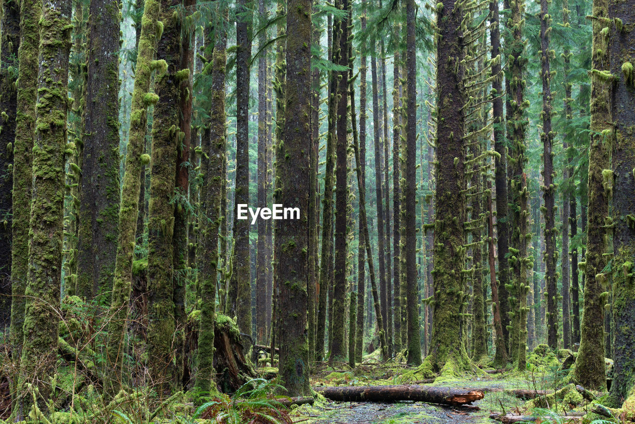 Forest landscape with uniform trees with no large branches in olympic national park in washington