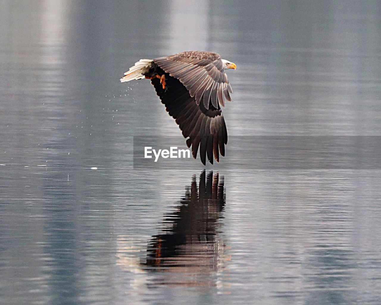 Bird flying over lake