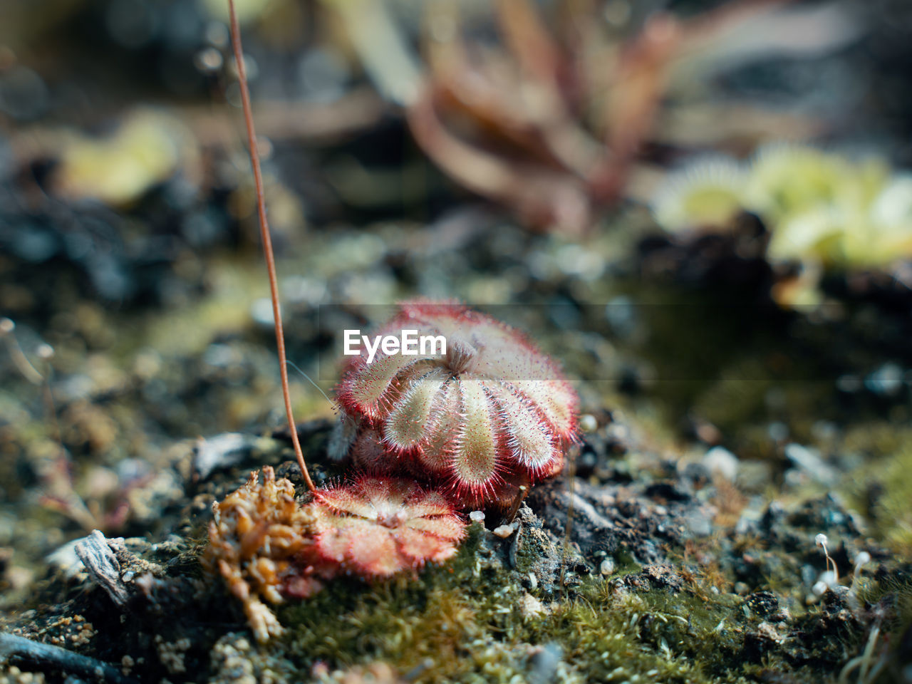 CLOSE-UP OF CRAB ON ROCK IN SEA