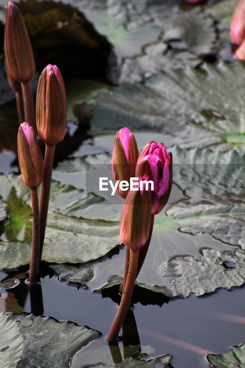 Close-up of pink lotus water lily