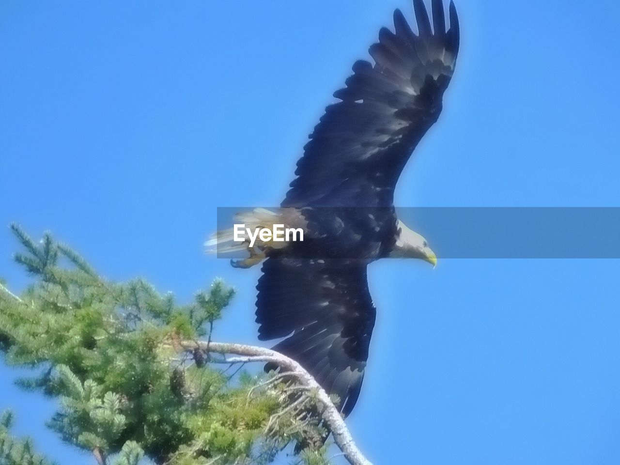 LOW ANGLE VIEW OF HAWK FLYING AGAINST CLEAR BLUE SKY