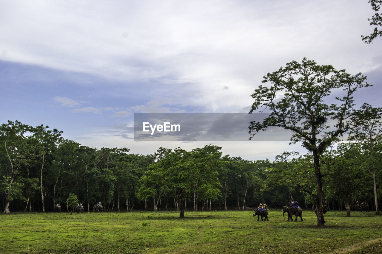 Elephants by trees at chitwan national park against sky