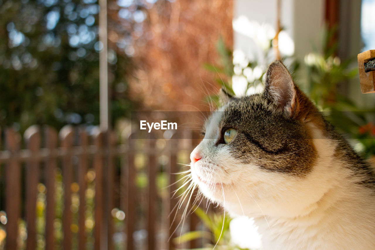 Close-up of a tabby cat looking away