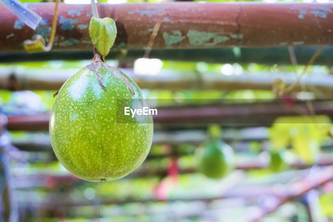 CLOSE UP OF GREEN LEAF HANGING OUTDOORS