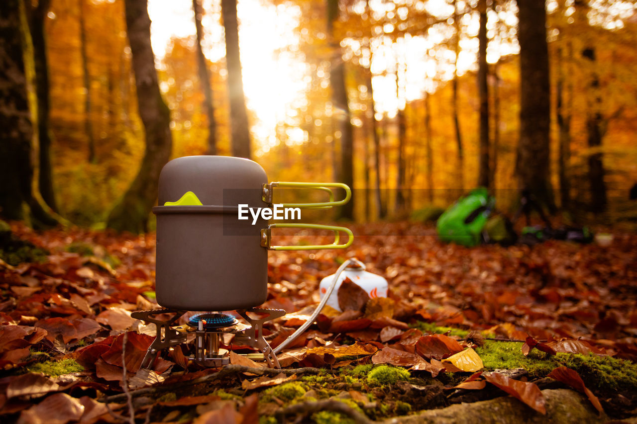 AUTUMN LEAVES ON TREE TRUNK