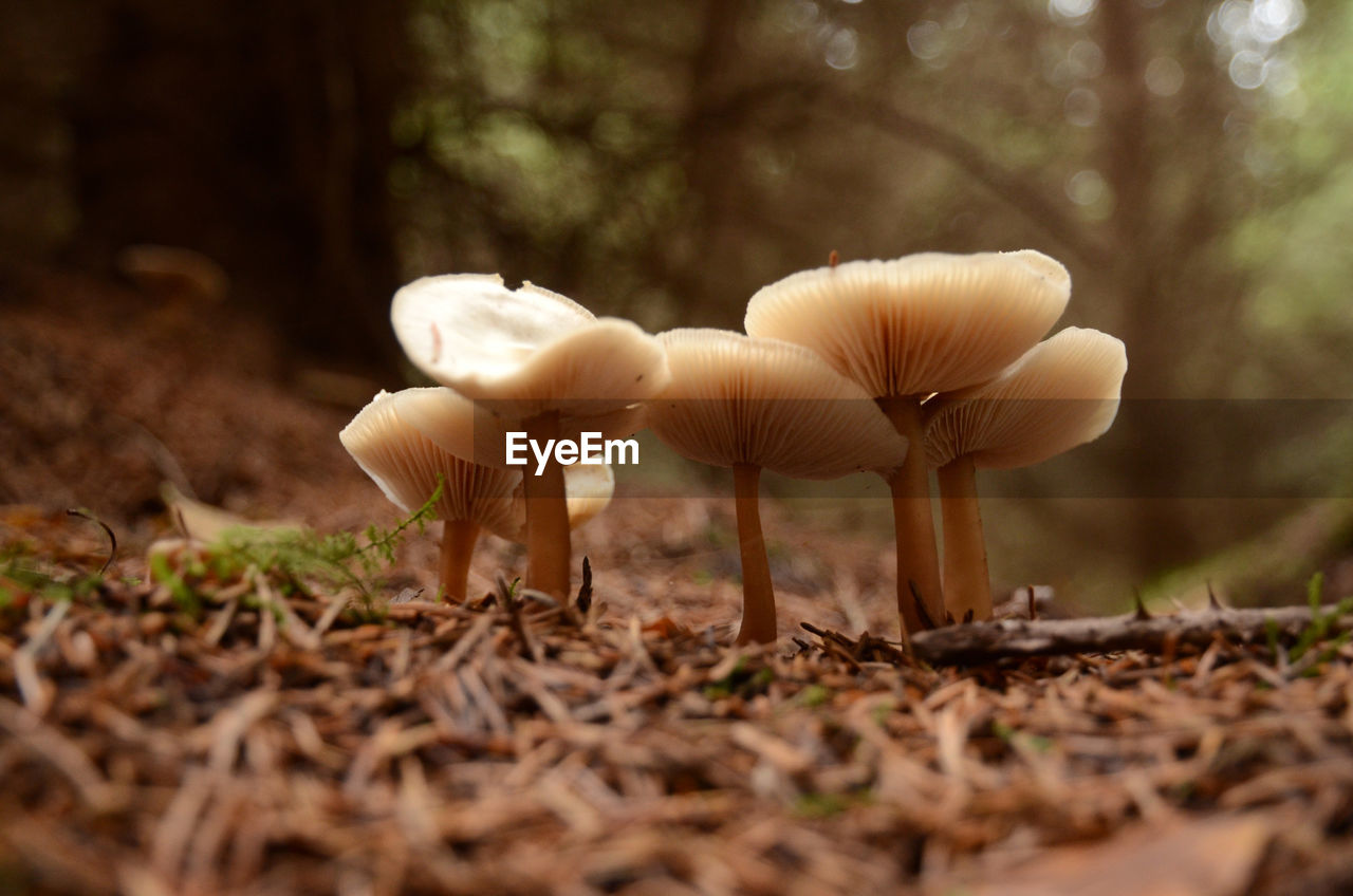 Close-up of mushrooms growing among pine needles on the forest floor