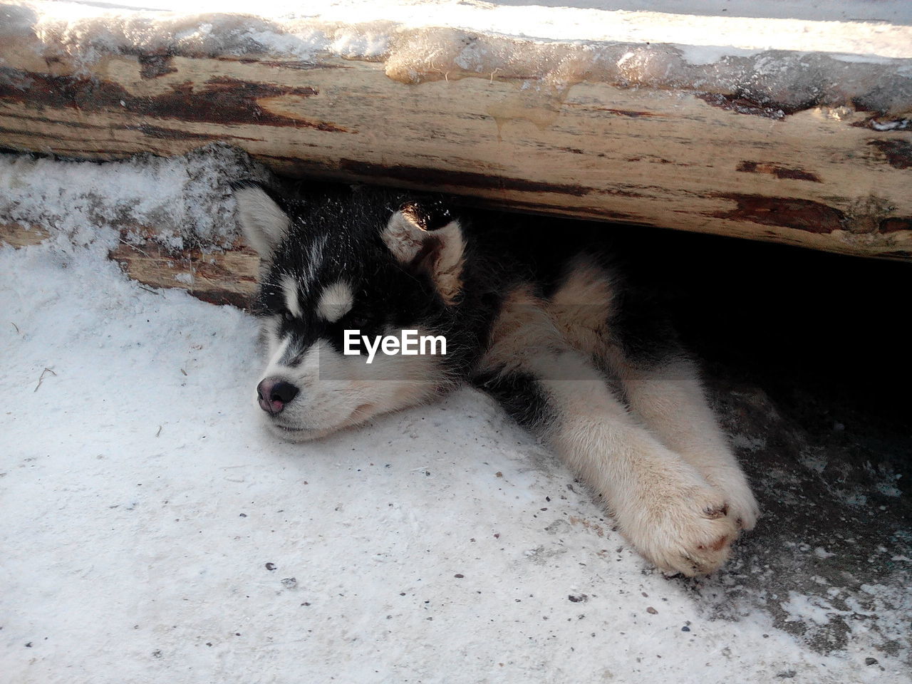 High angle view of dog relaxing below wood