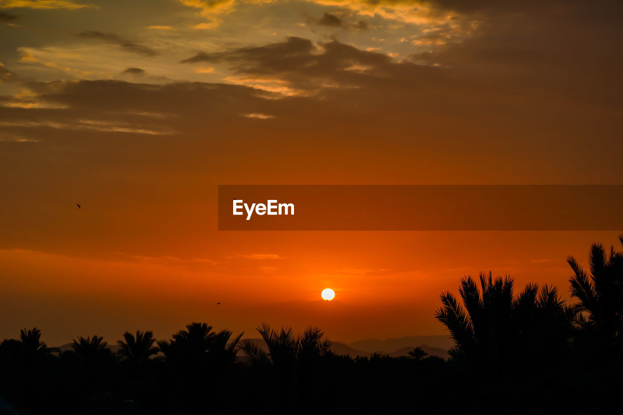 SILHOUETTE OF TREES AGAINST ORANGE SKY