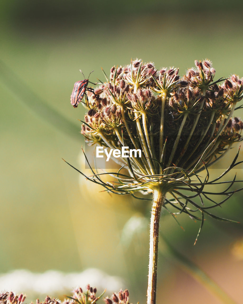 CLOSE-UP OF INSECT ON FLOWERING PLANT