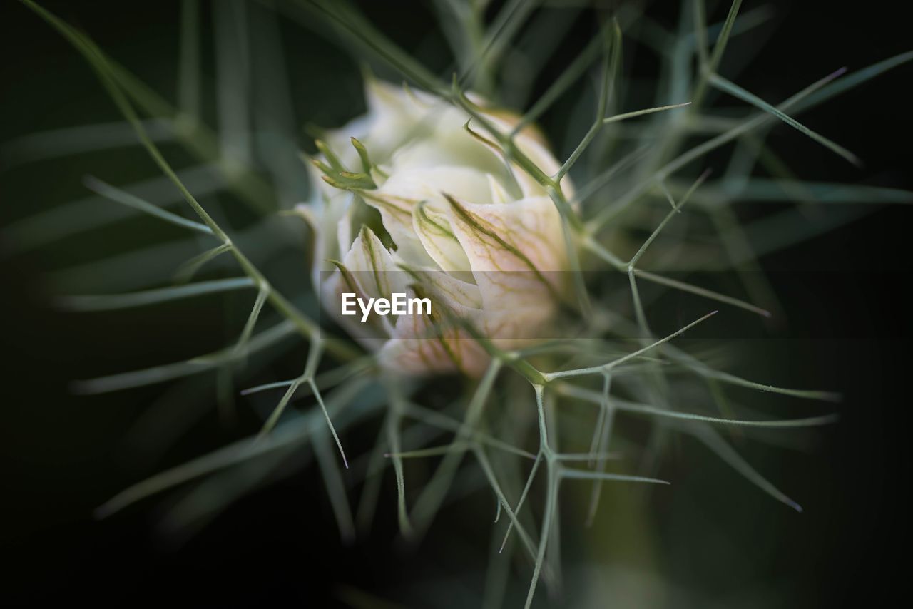 Close-up of succulent plant