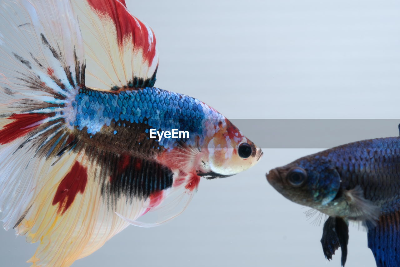 CLOSE-UP OF FISH SWIMMING IN BACKGROUND