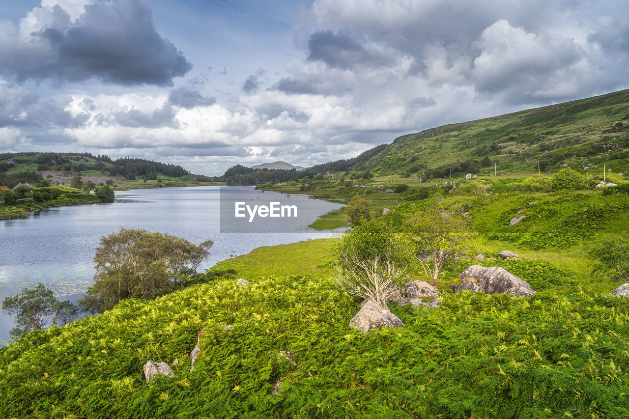 Beautiful lake, looscaunagh lough, with green ferns and bushes, ring of kerry, ireland