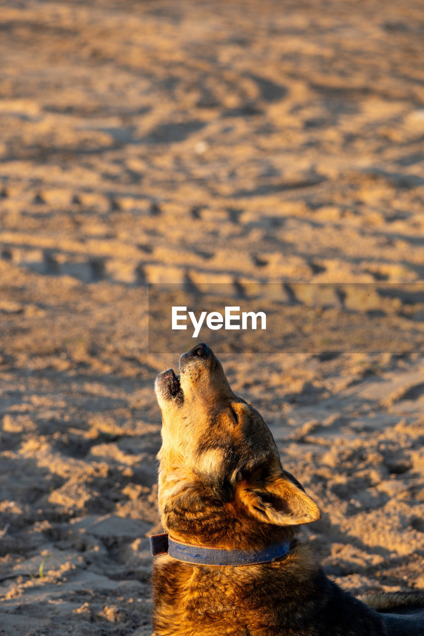 Close-up of dog