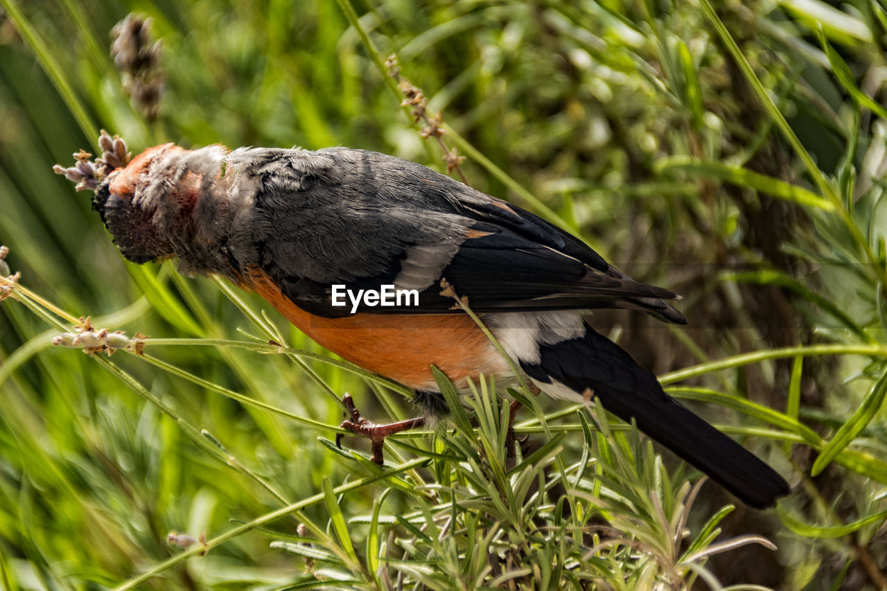 Close-up of bird perching on plant