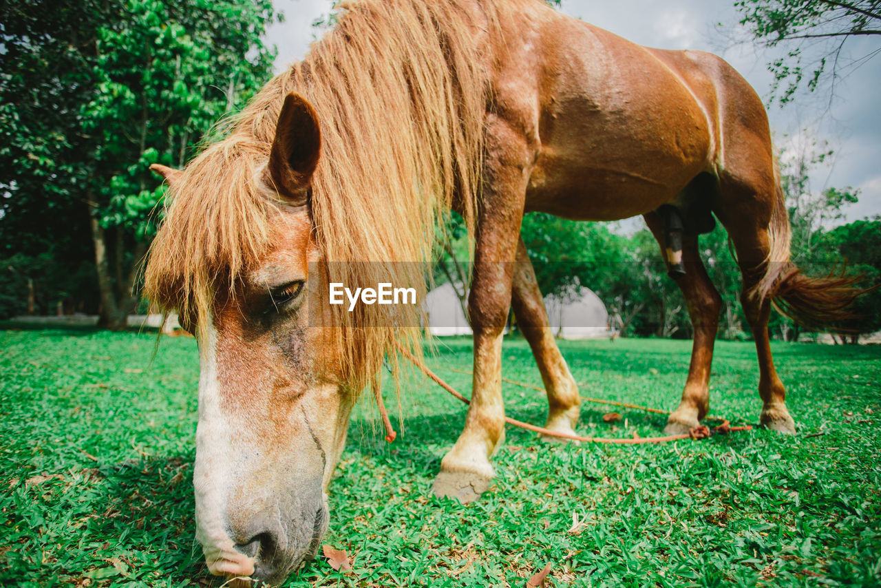 HORSES IN THE FIELD