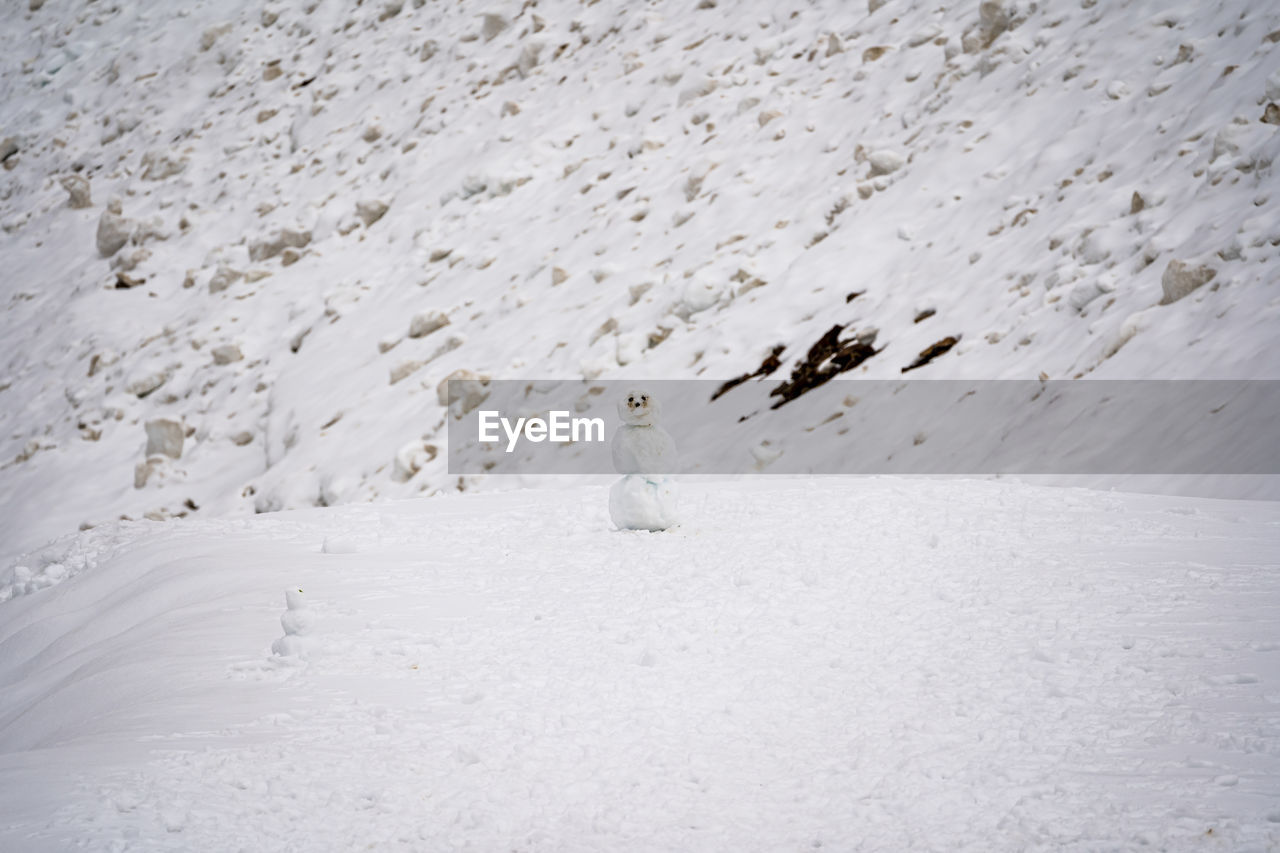 VIEW OF BIRDS ON SNOW LAND
