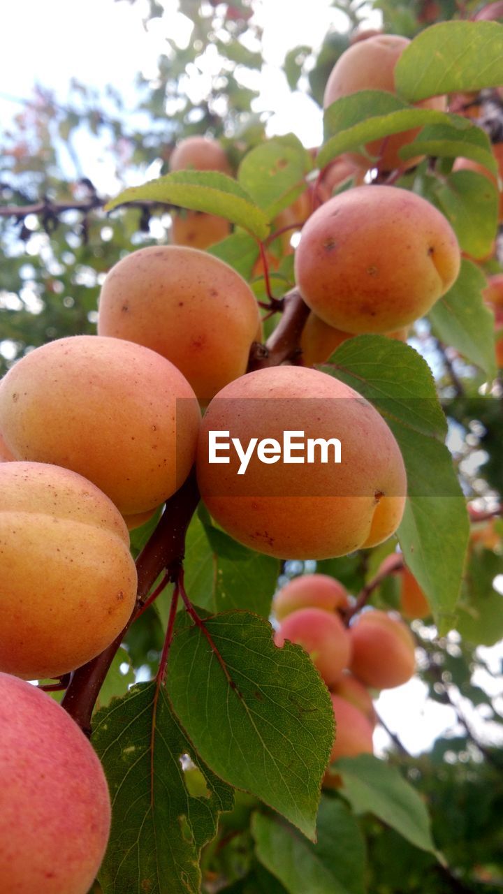 CLOSE-UP OF FRESH FRUITS ON TREE