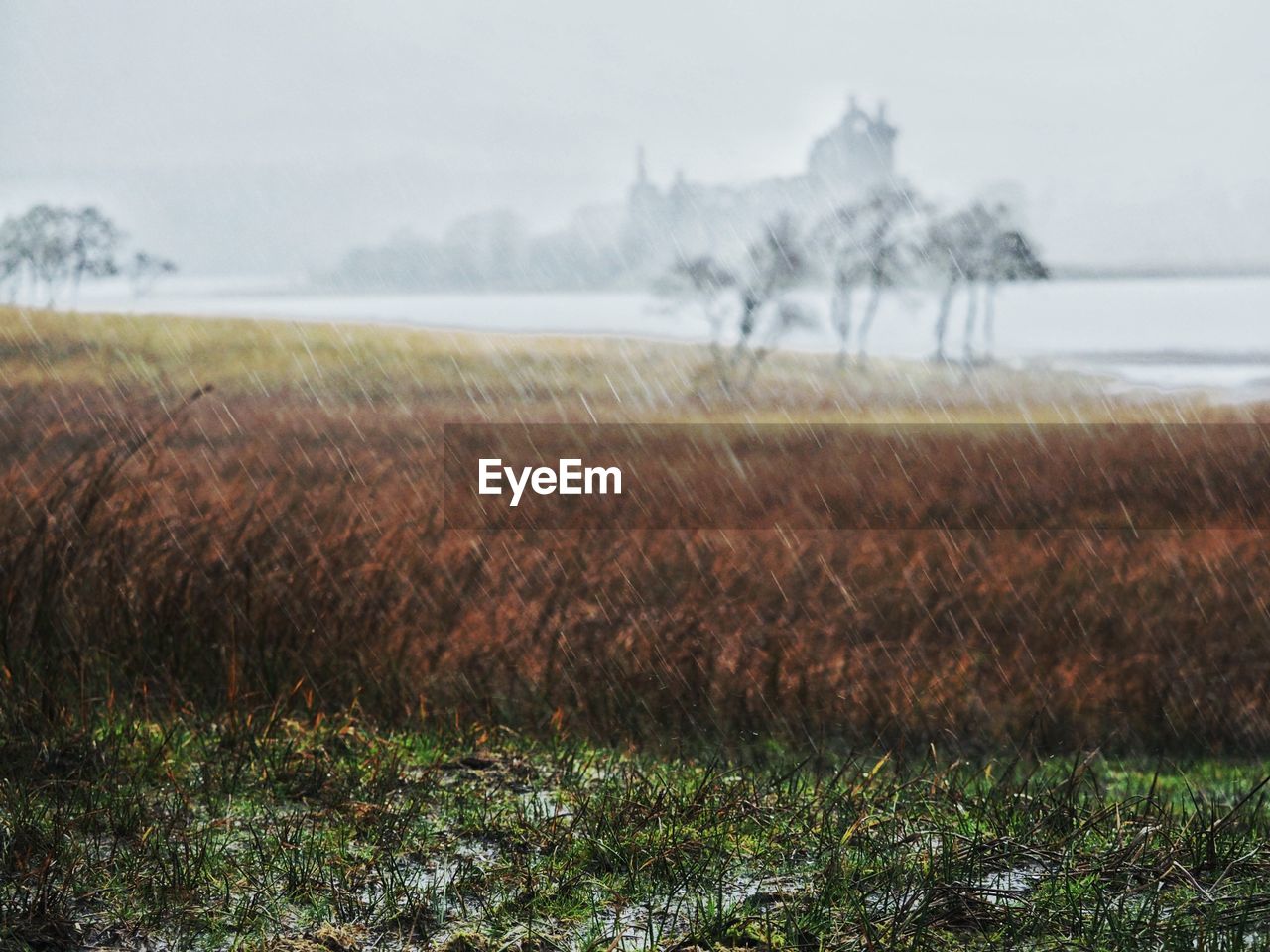 Field during rainfall