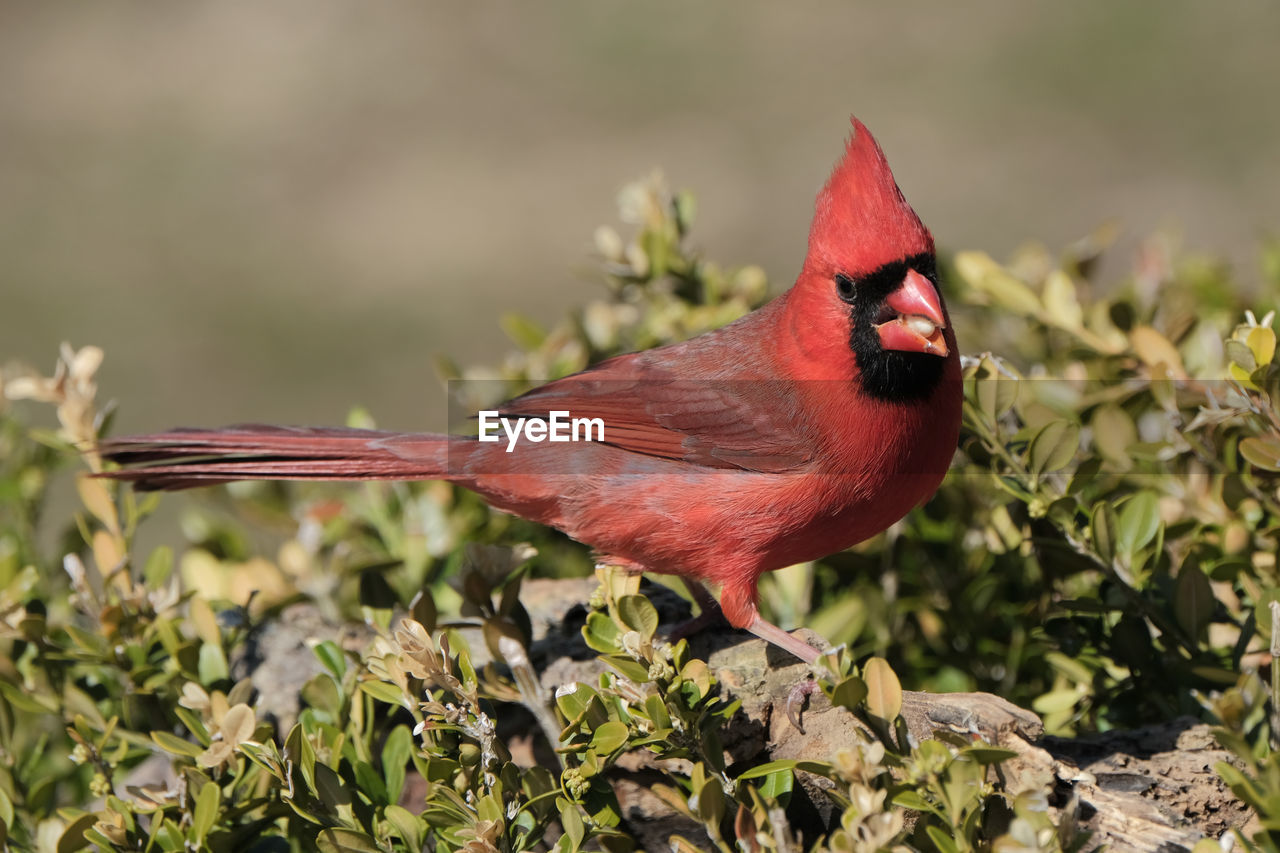 Northern cardinal