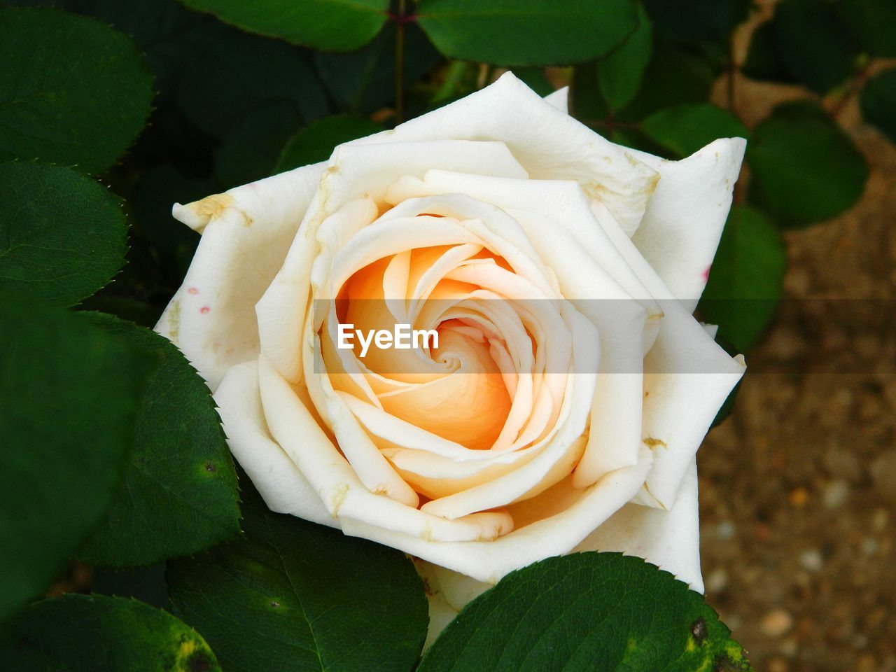 CLOSE-UP OF WHITE ROSE