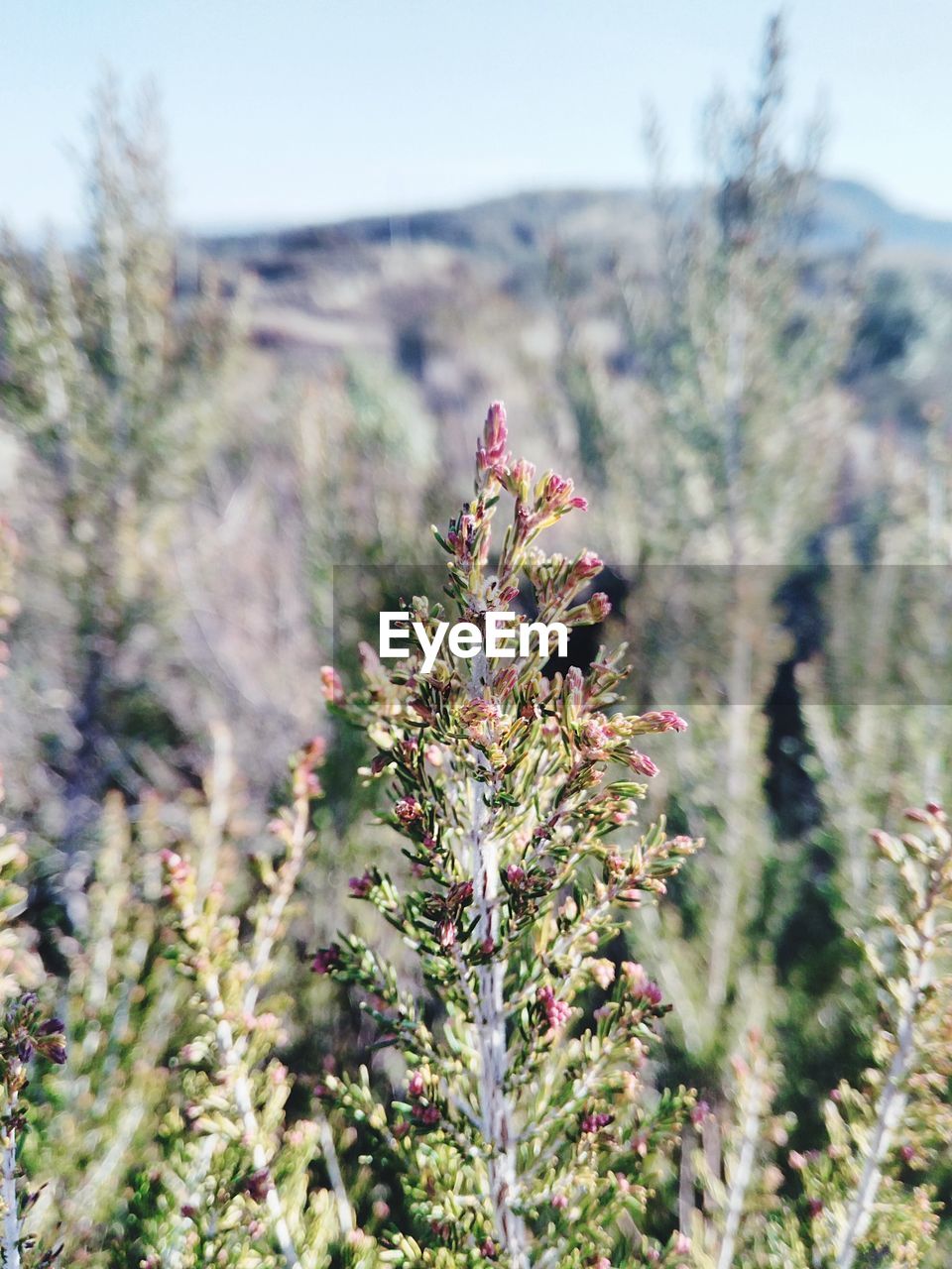 CLOSE-UP OF FRESH FLOWER PLANT AGAINST TREES